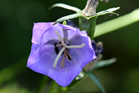 Campanula trachelium L.